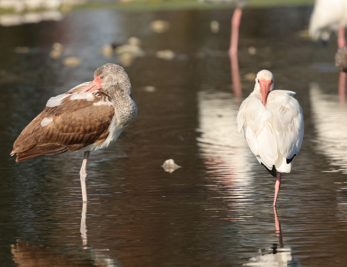 White Ibis - ML646696806
