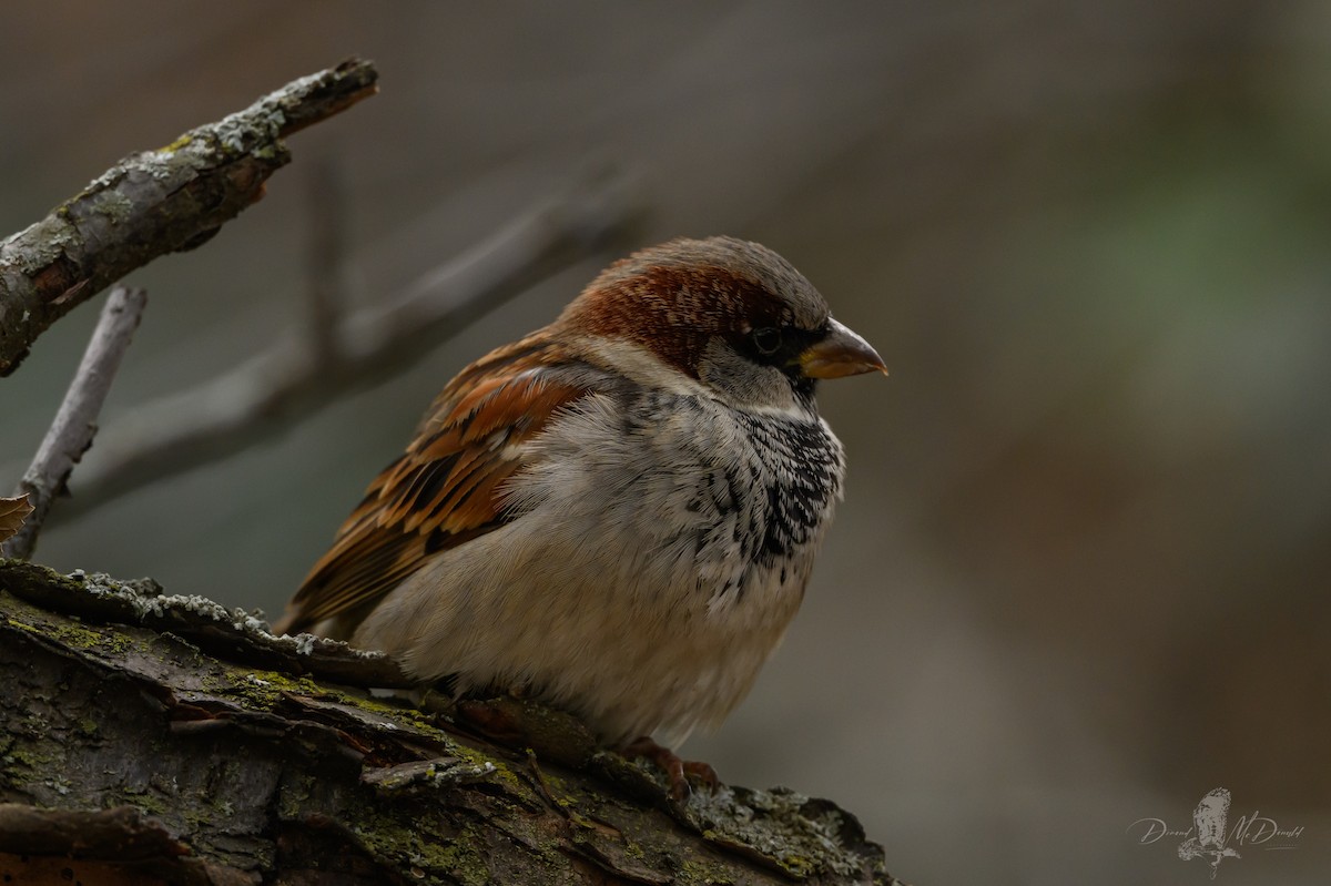 House Sparrow - ML646696808