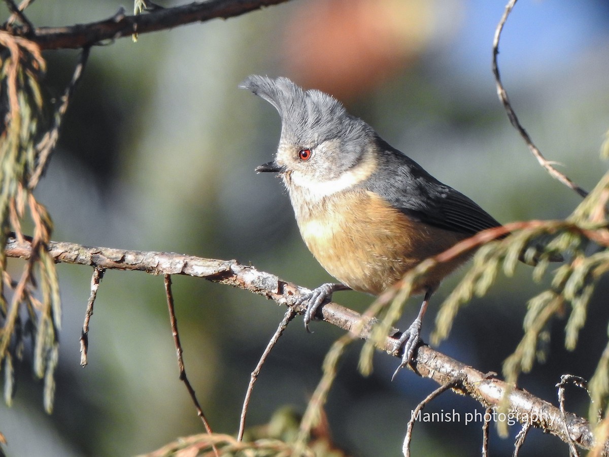 Gri Tepeli Baştankara - ML646696809