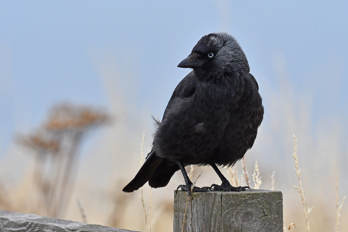 Eurasian Jackdaw - ML646696816