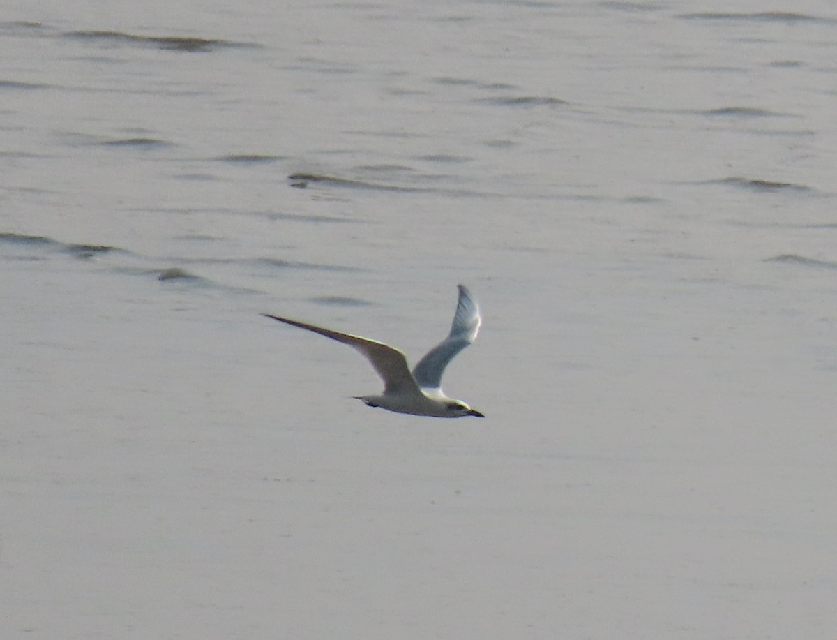 Gull-billed Tern - ML646696818