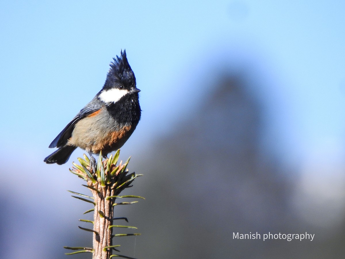 Kızıl Etekli Baştankara - ML646696820
