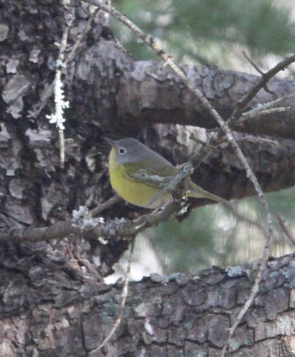 bjørkeparula - ML646696824