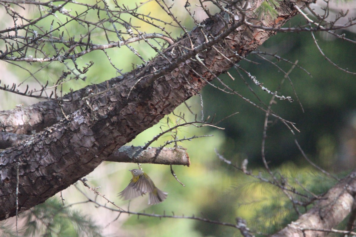 bjørkeparula - ML646696825