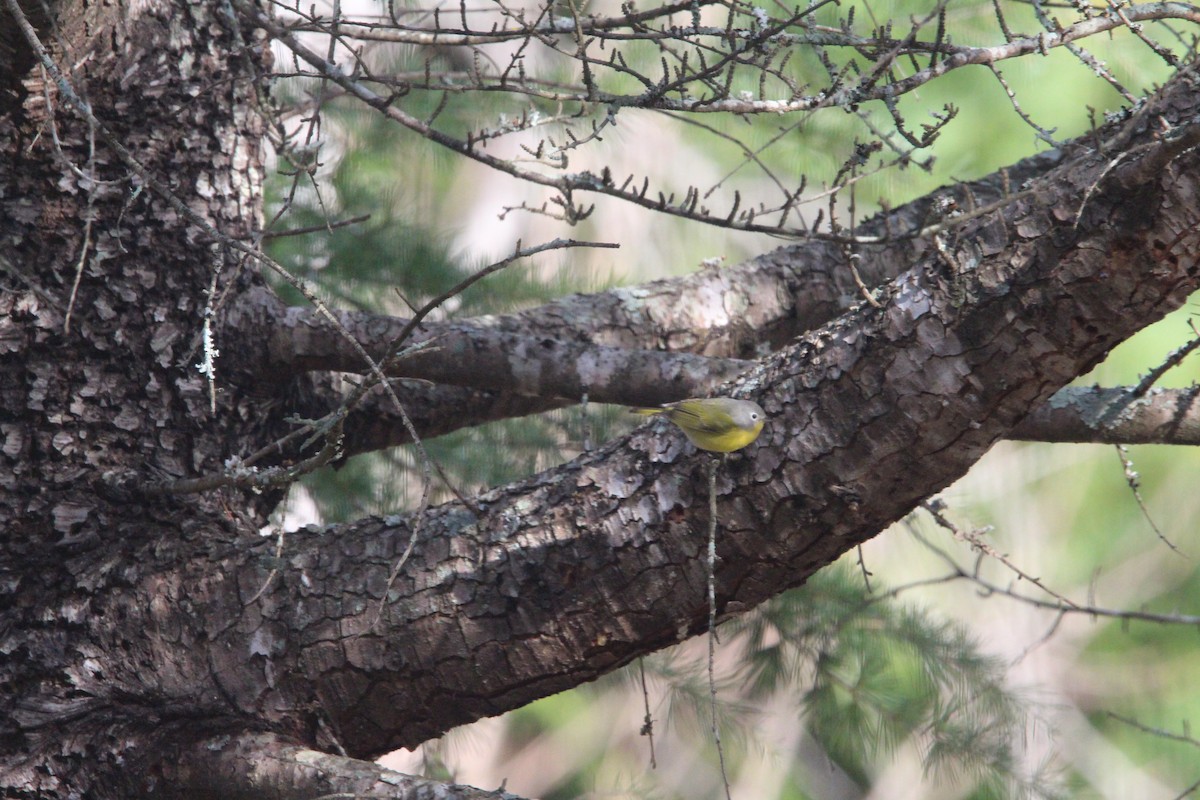 bjørkeparula - ML646696826