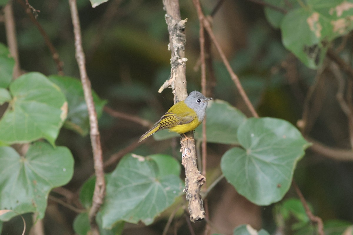 Gray-headed Canary-Flycatcher - ML646696828