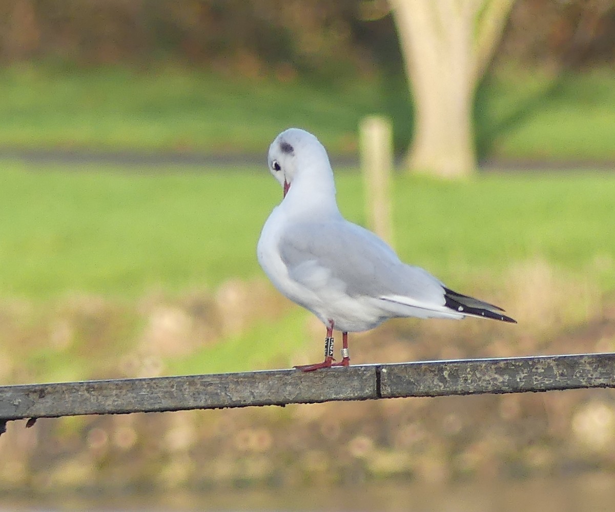 Black-headed Gull - ML646696829