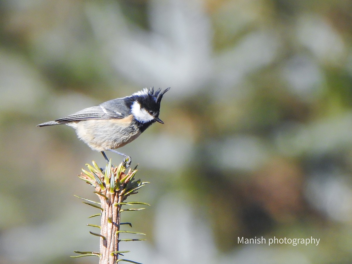 Çam Baştankarası - ML646696834