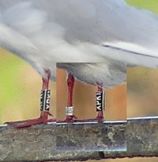 Black-headed Gull - ML646696837