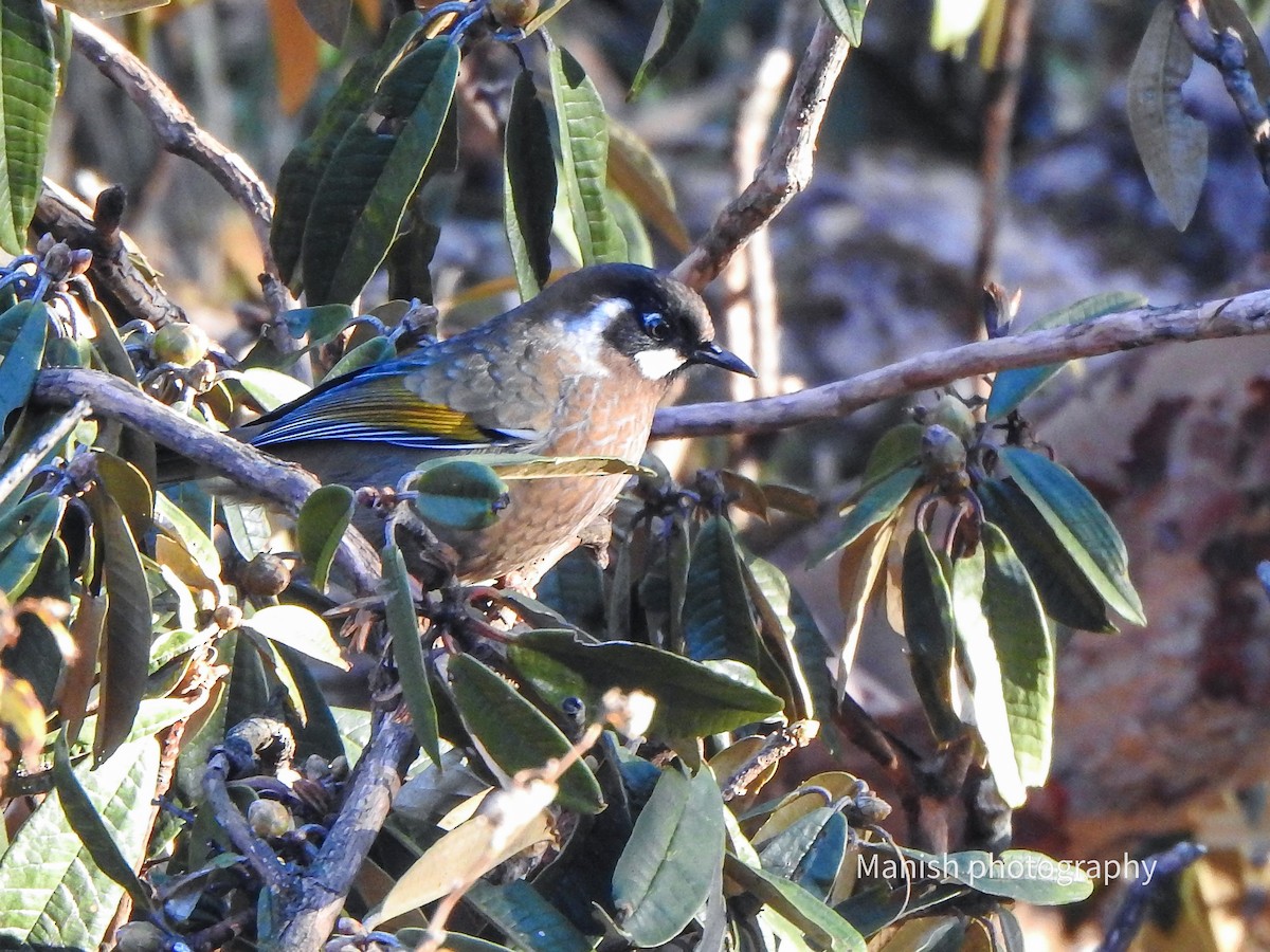 Kara Yüzlü Gevezeardıç - ML646696840