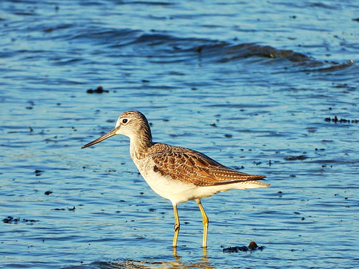 Common Greenshank - ML646696842