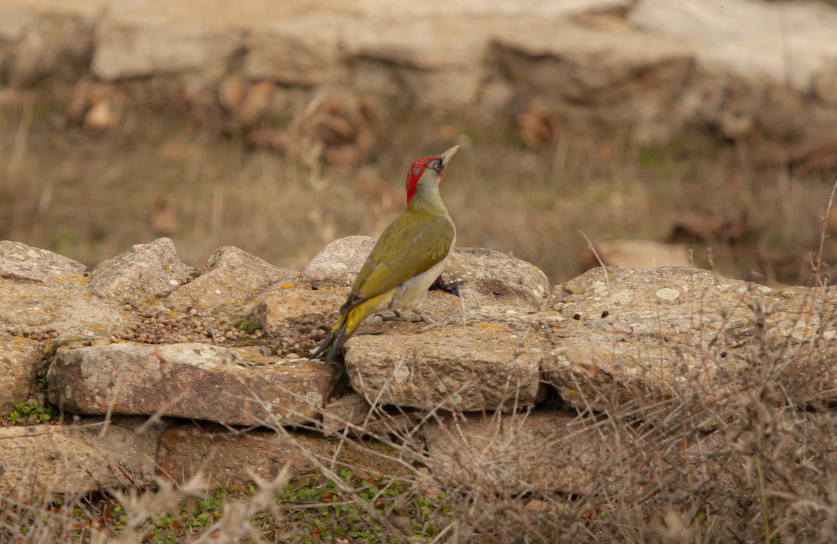 Iberian Green Woodpecker - ML646696843