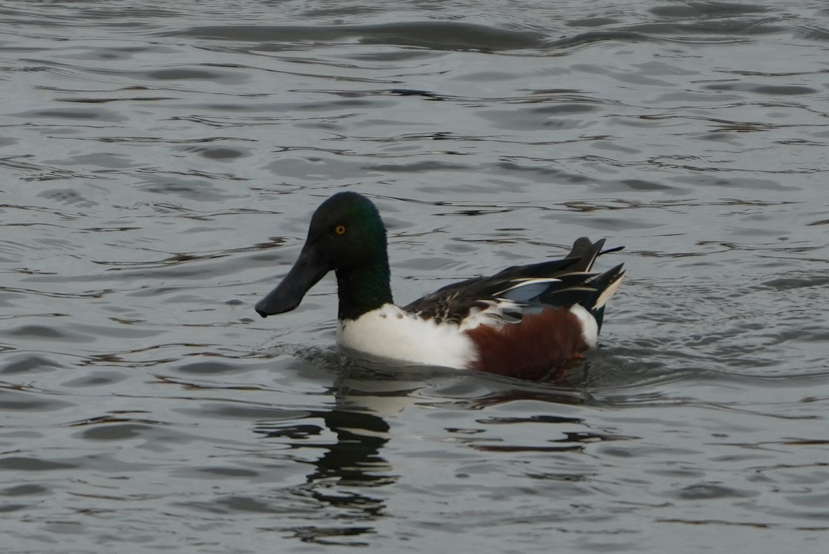 Northern Shoveler - ML646696844