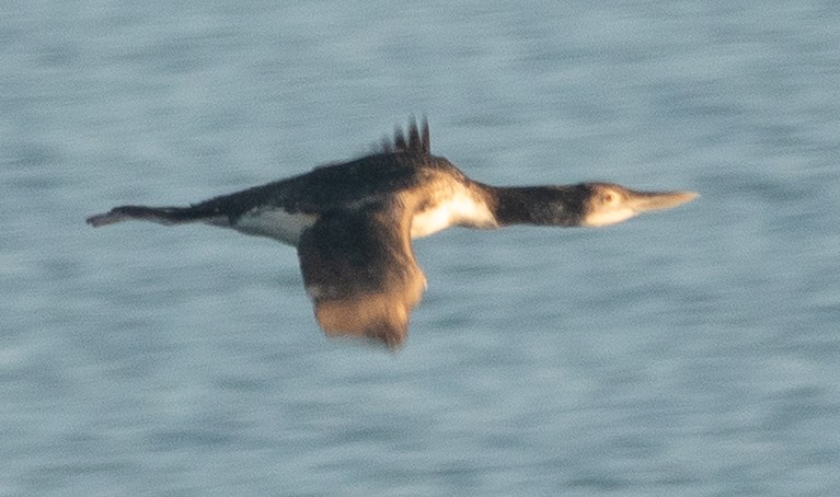 Yellow-billed Loon - ML646696845