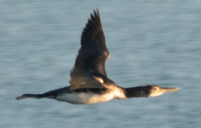 Yellow-billed Loon - ML646696846