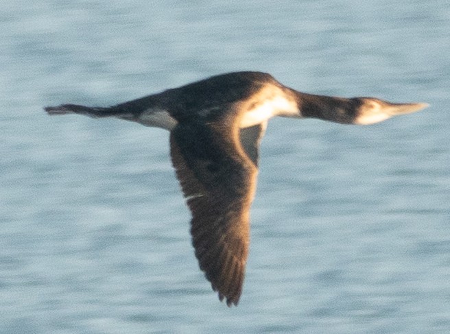 Yellow-billed Loon - ML646696847