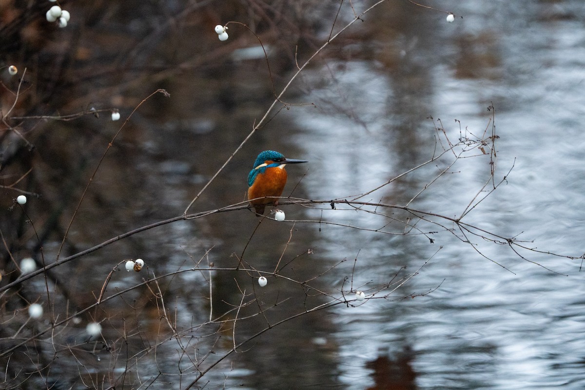 Common Kingfisher - ML646696850