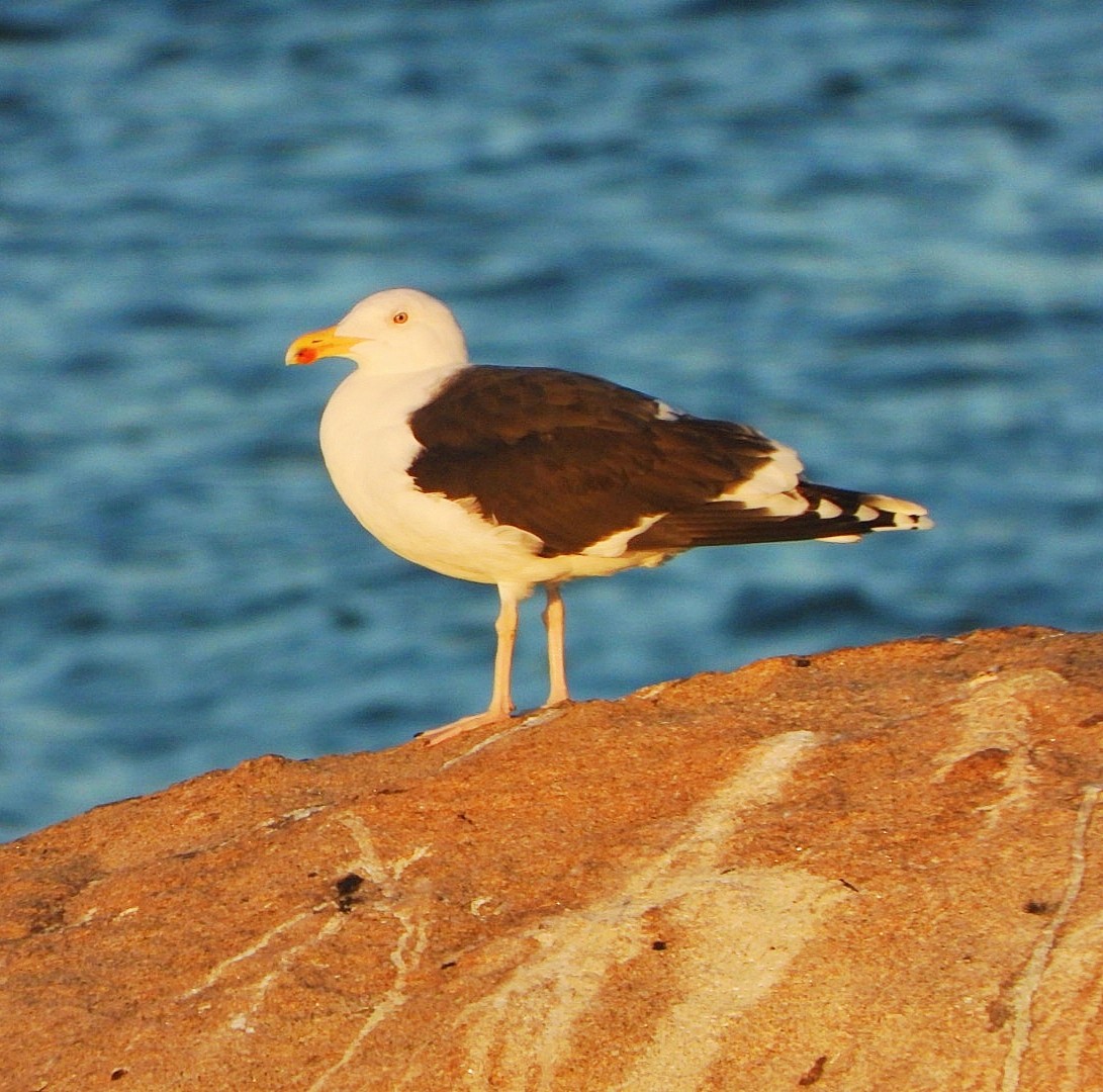 Great Black-backed Gull - ML646696851