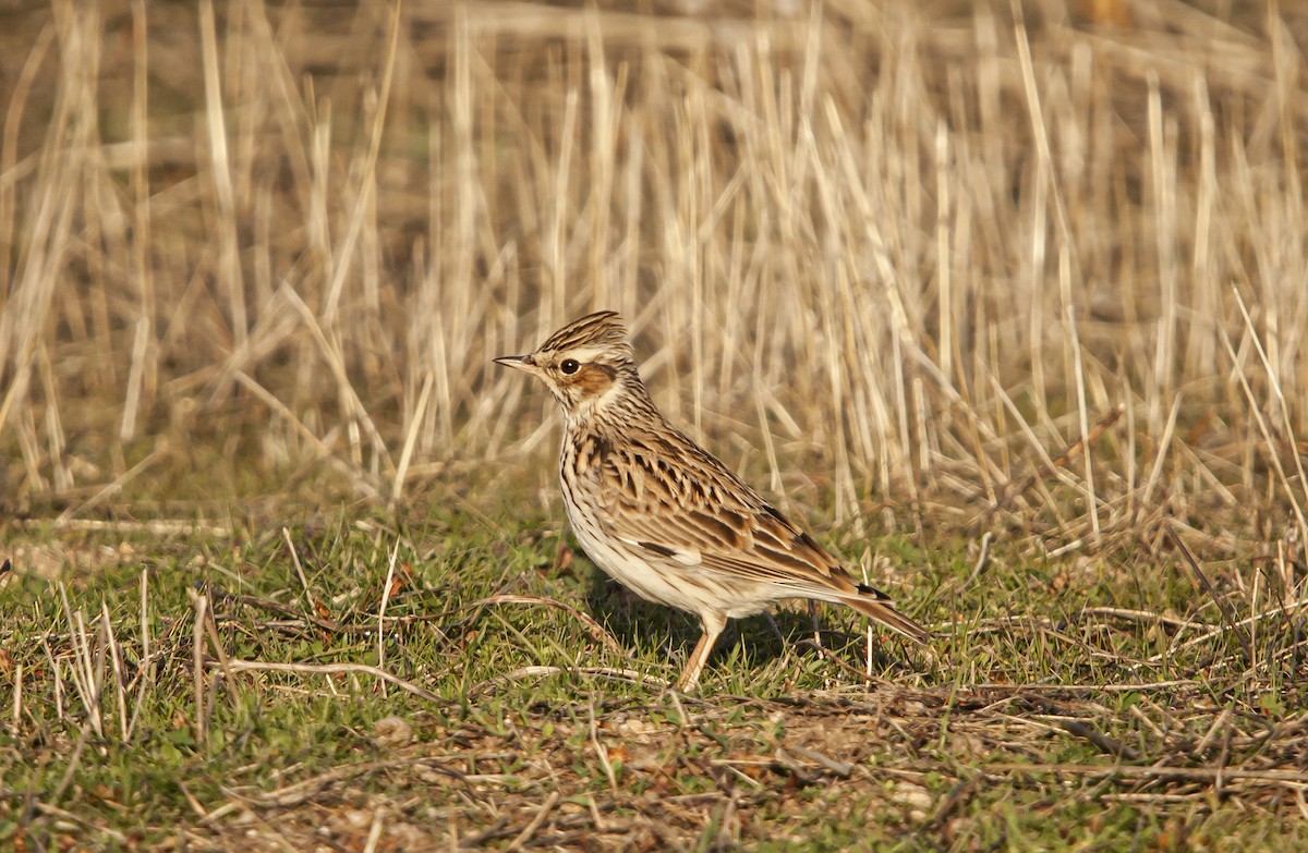 Wood Lark - ML646696852