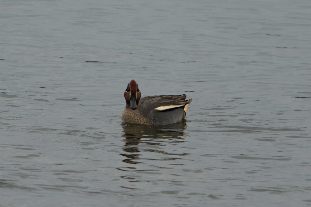 Green-winged Teal - ML646696853