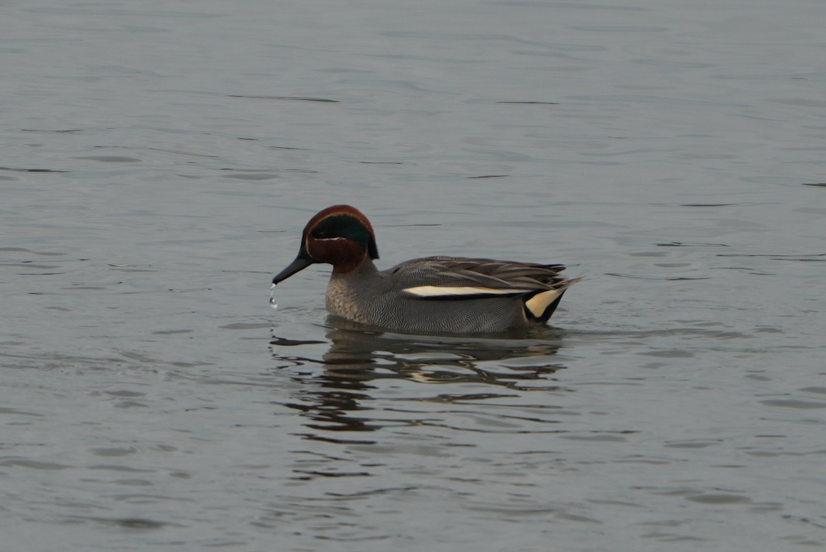 Green-winged Teal - ML646696854