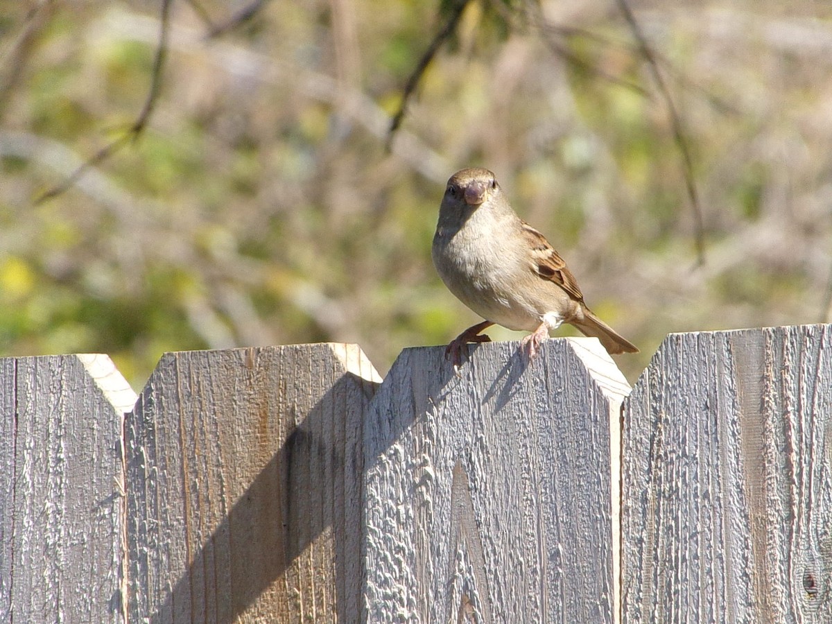 House Sparrow - ML646696855