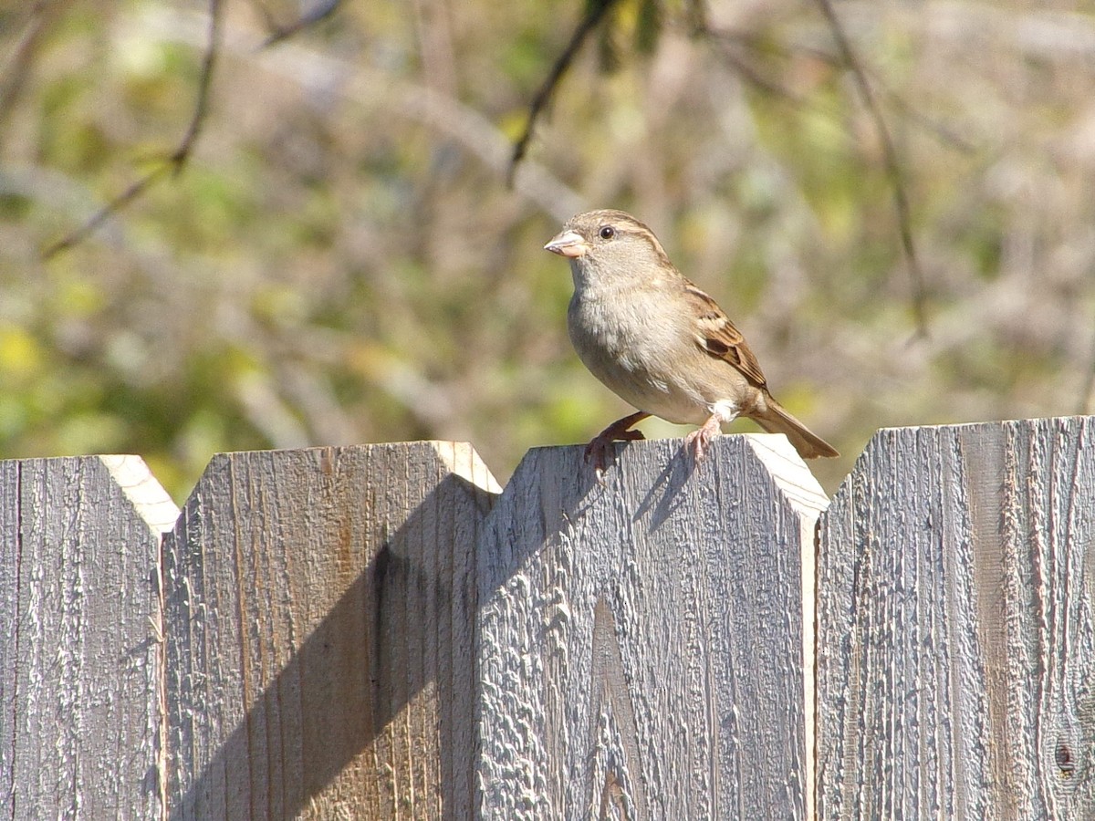 House Sparrow - ML646696856