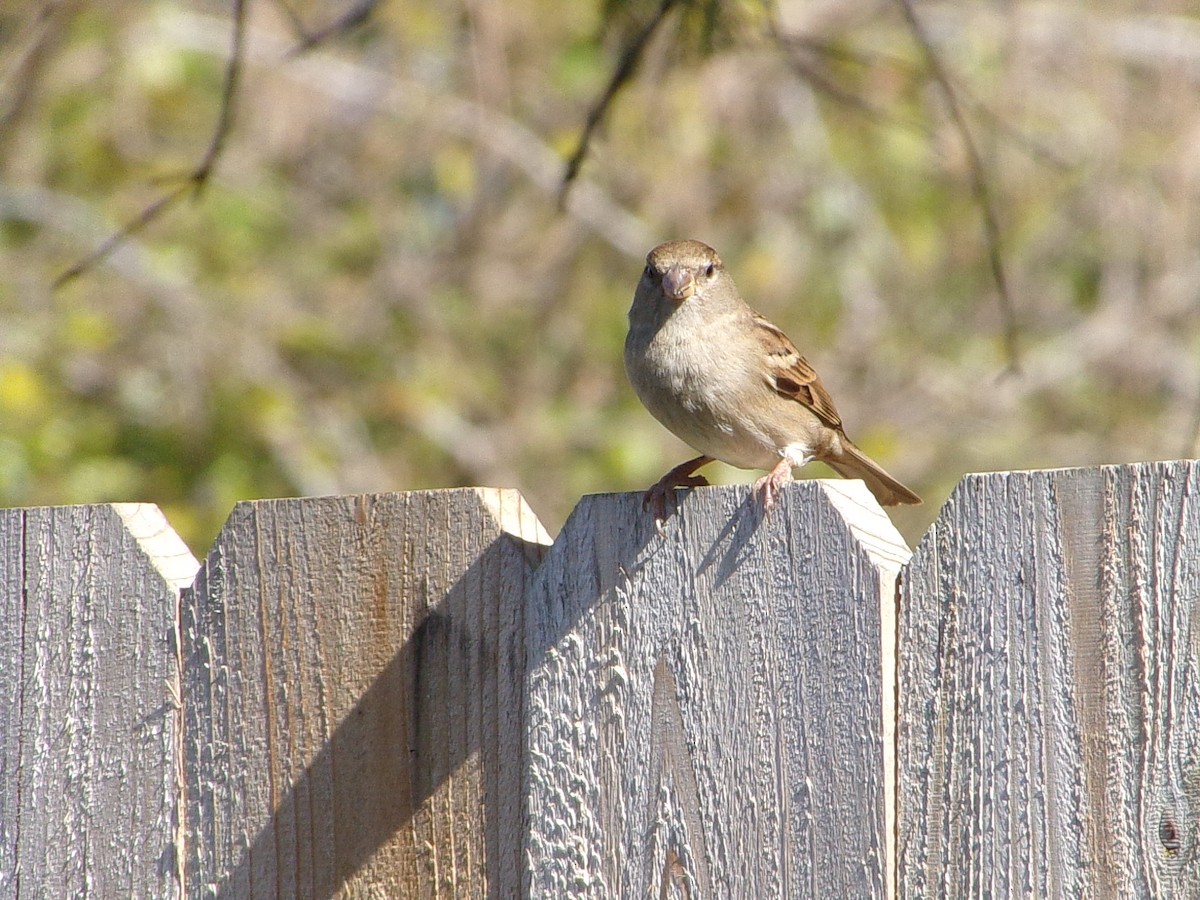 House Sparrow - ML646696857