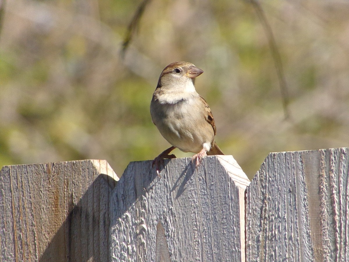 House Sparrow - ML646696858