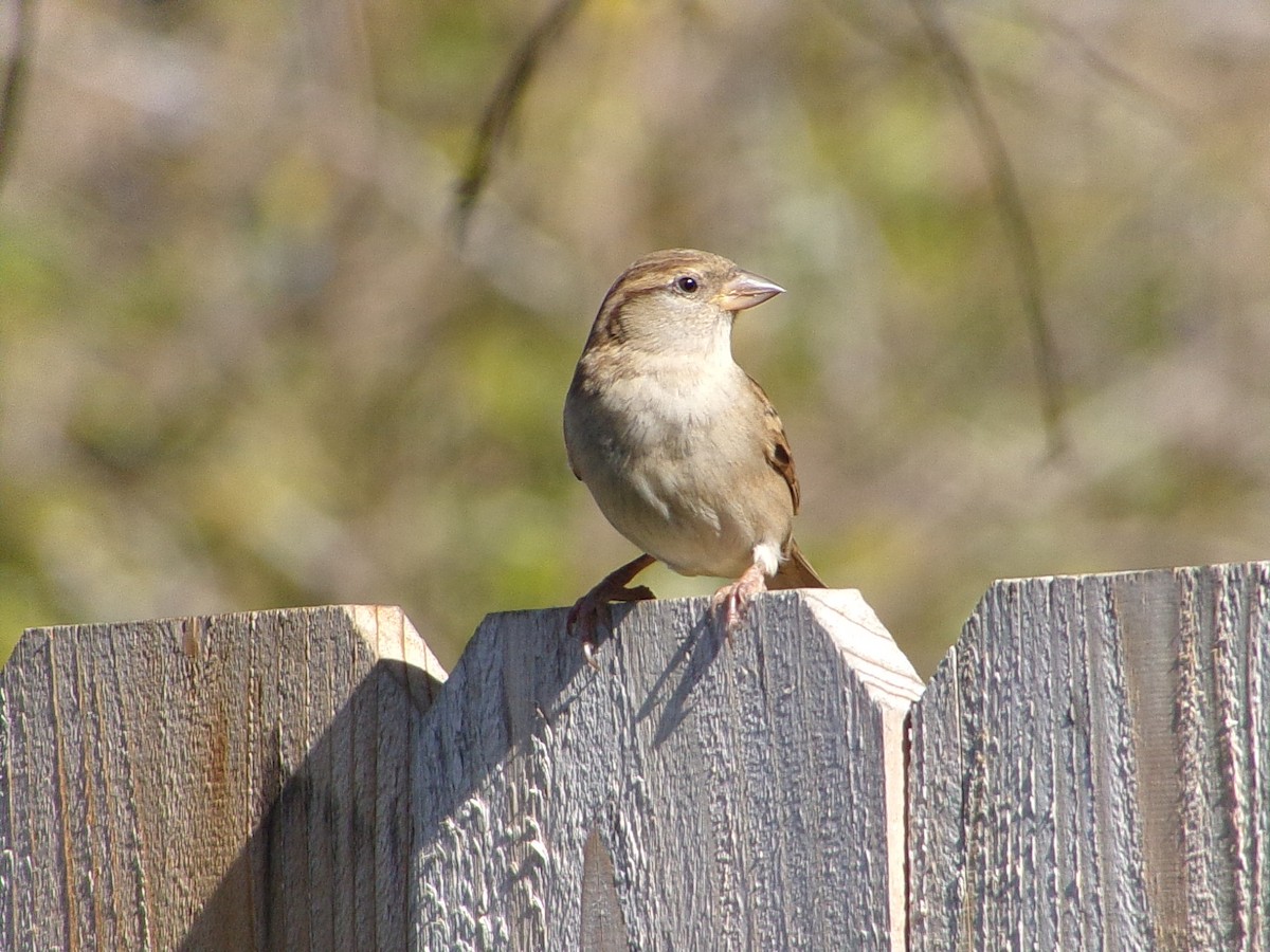 House Sparrow - ML646696859