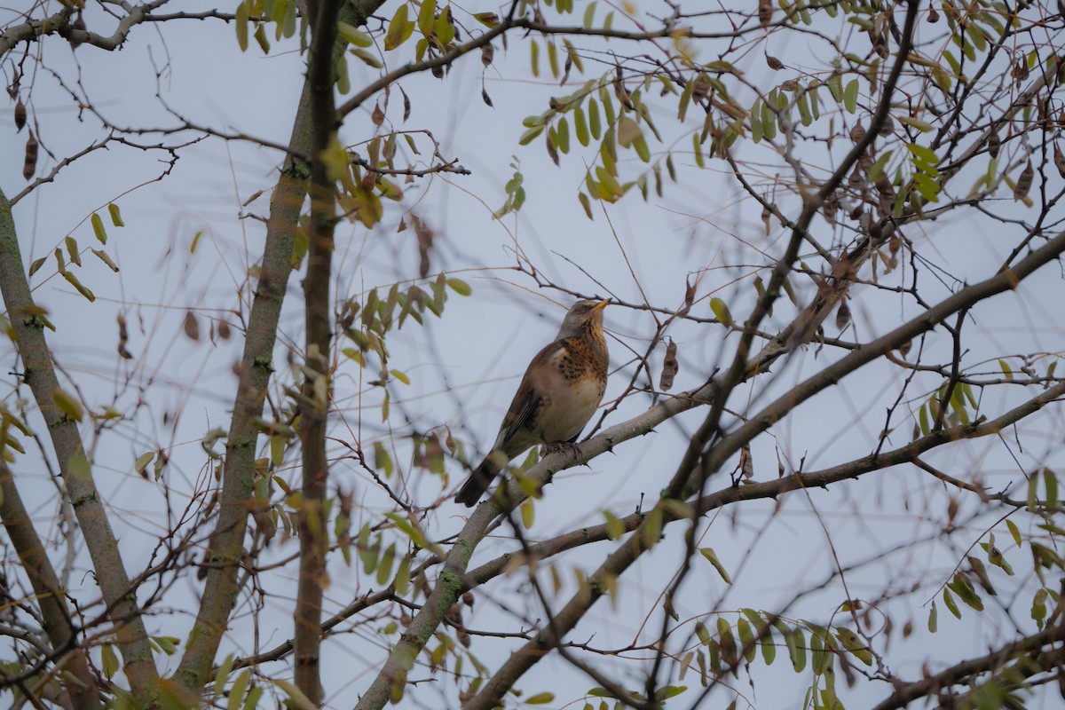 Fieldfare - ML646696860