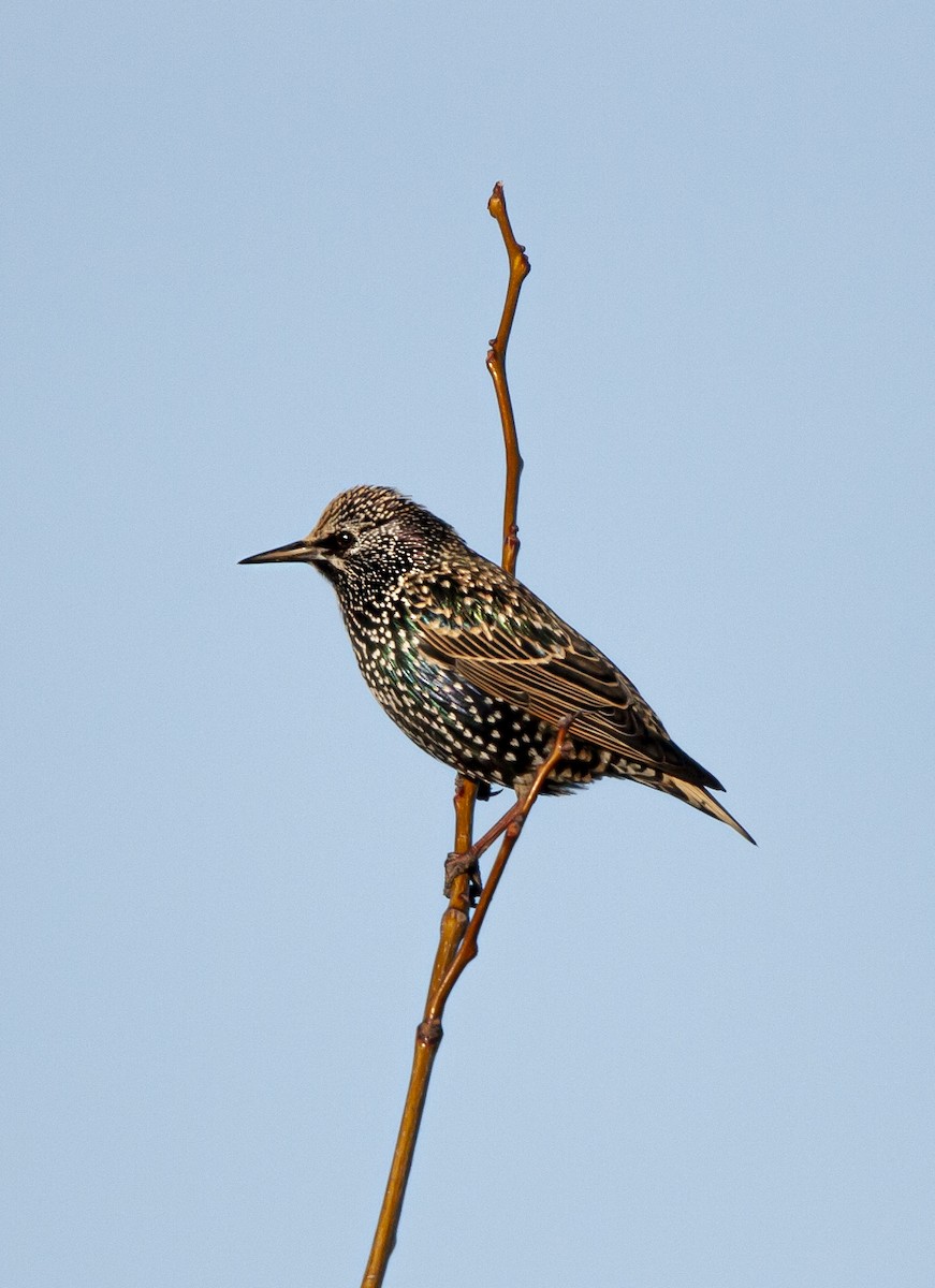 European Starling - ML646696861