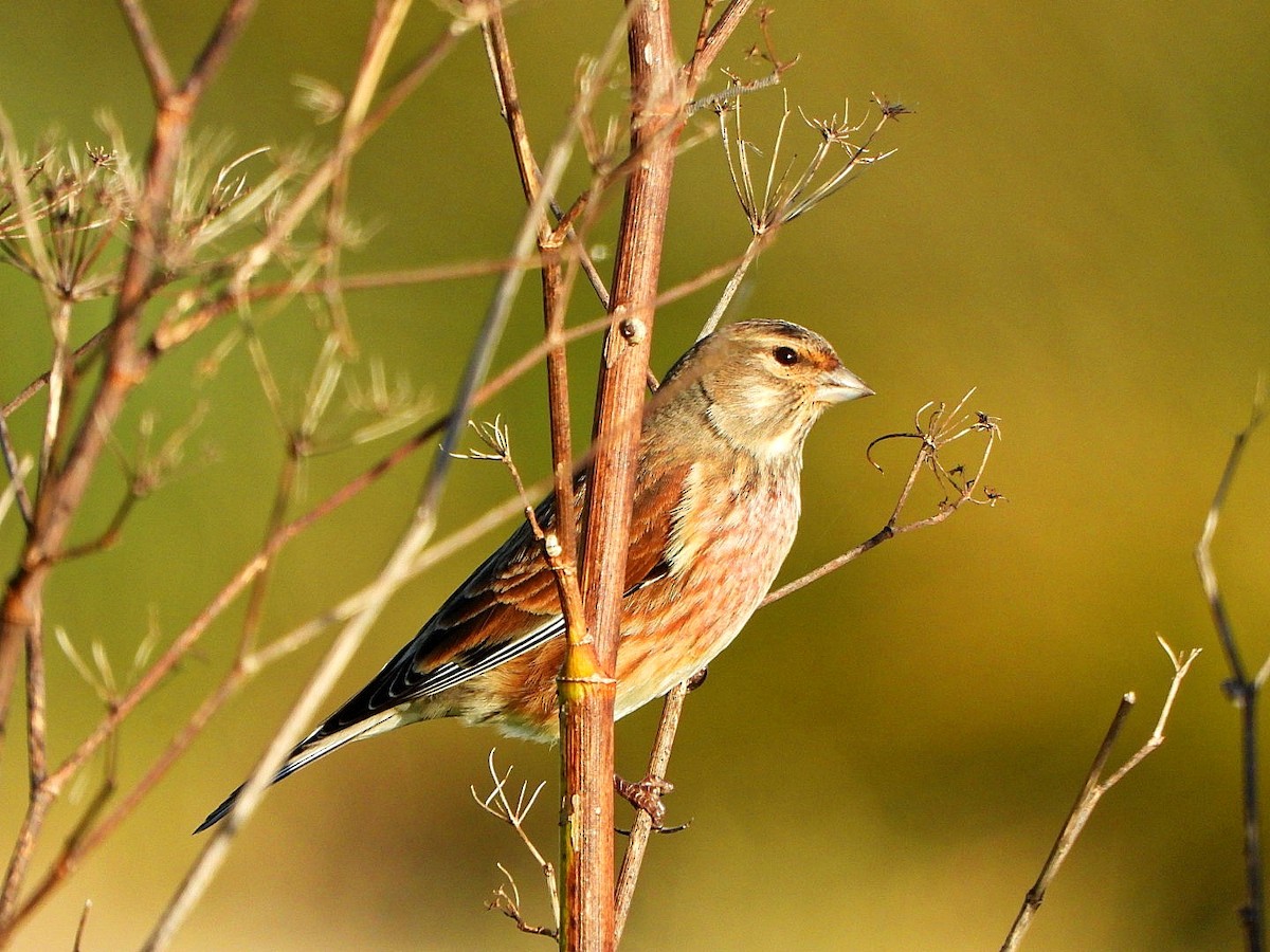 Eurasian Linnet - ML646696862