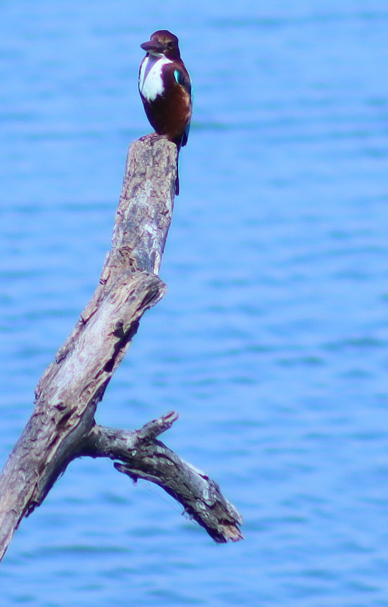 White-throated Kingfisher - ML646696863