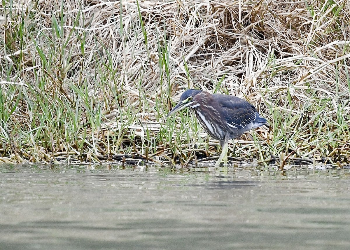 Green Heron - ML646696864