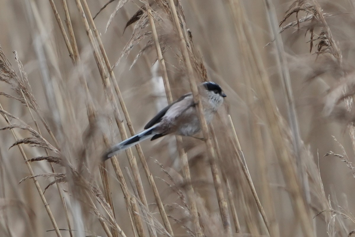 Long-tailed Tit - ML646696865