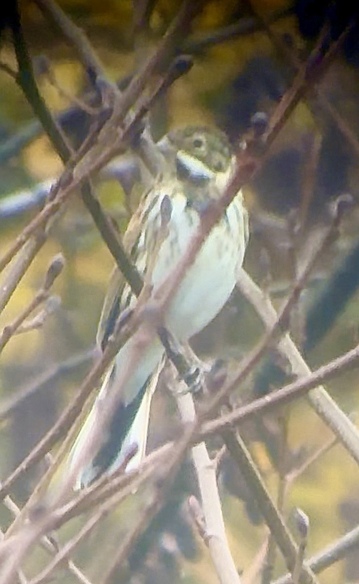 Reed Bunting - ML646696867