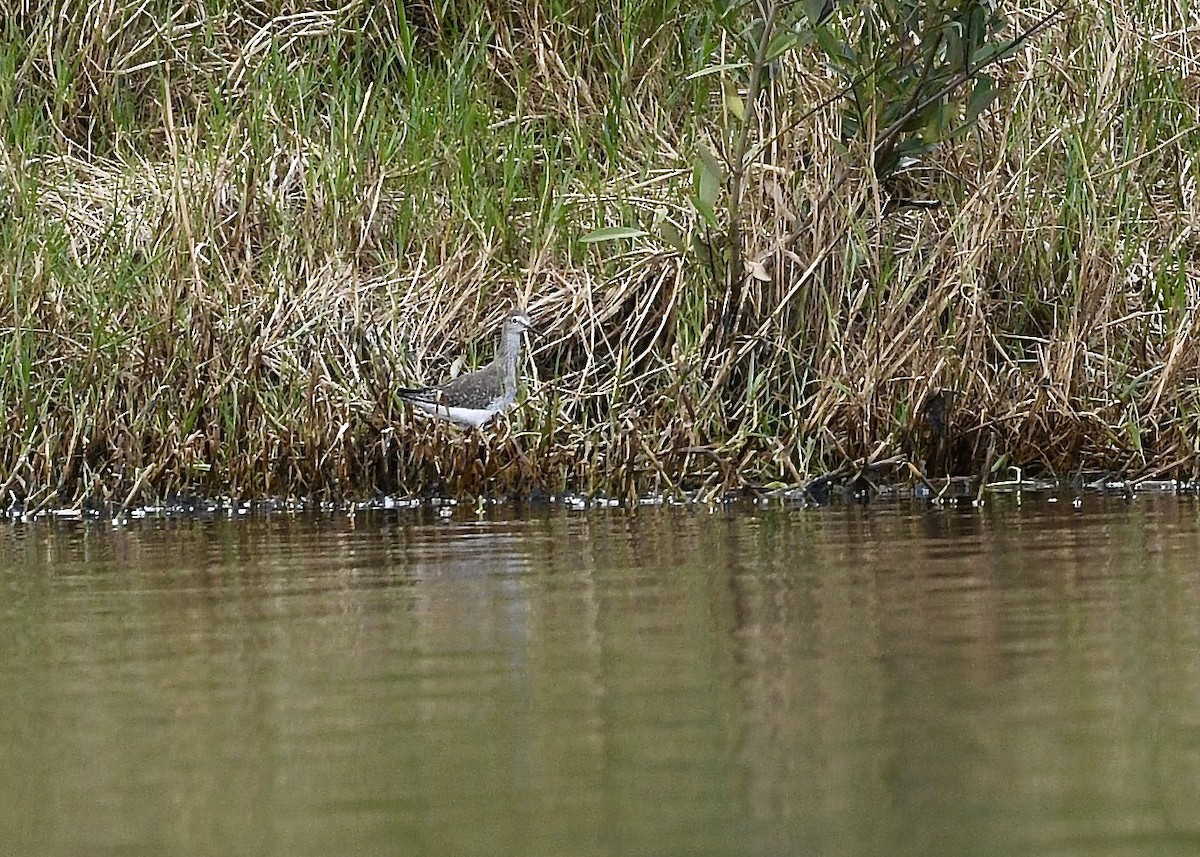 Lesser Yellowlegs - ML646696870