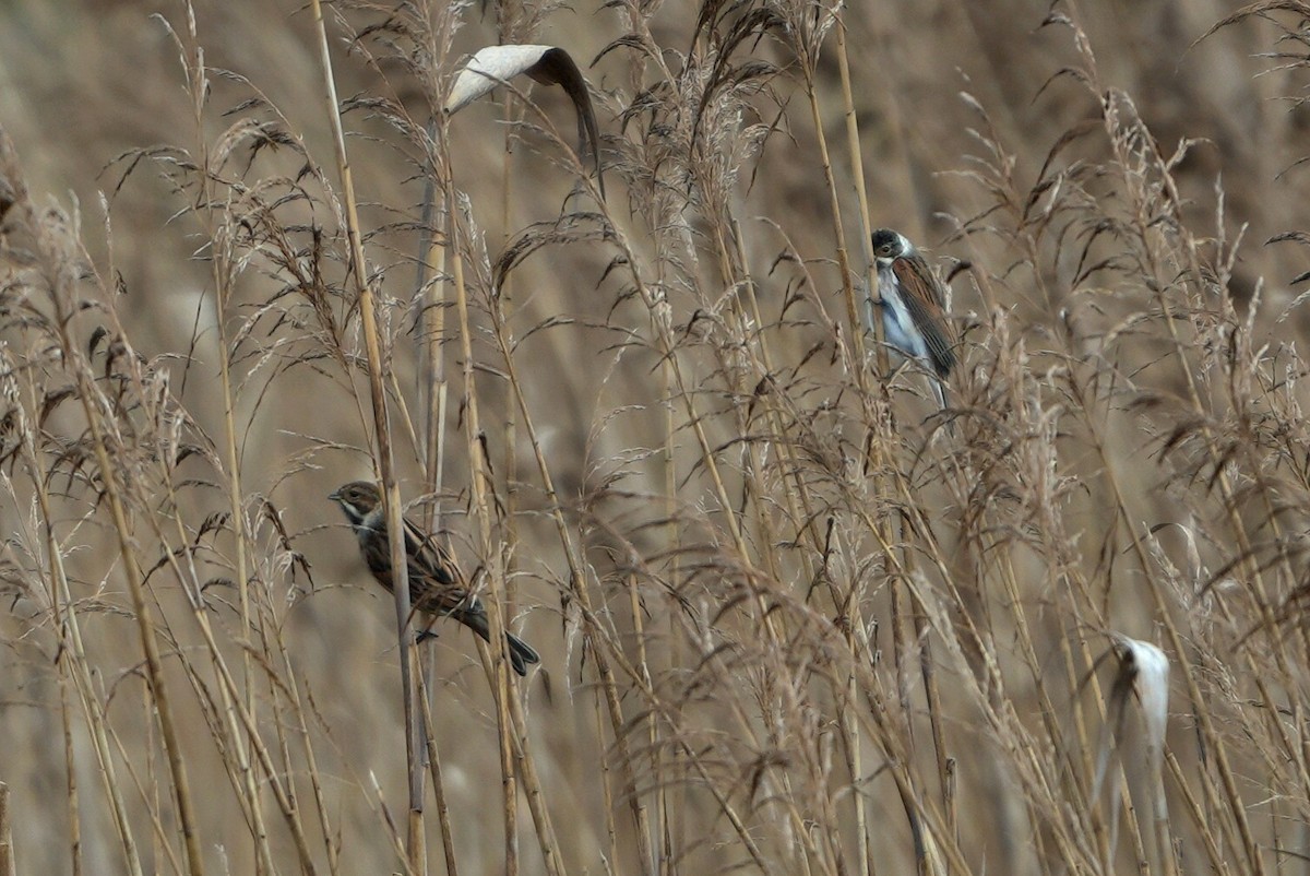 Reed Bunting - ML646696871