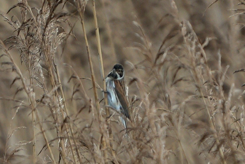 Reed Bunting - ML646696872