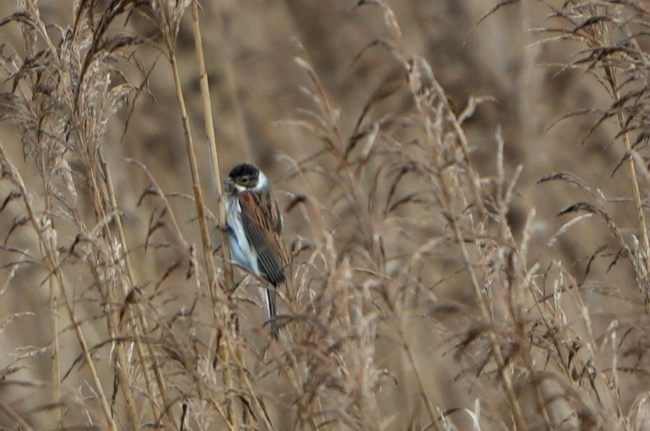 Reed Bunting - ML646696873
