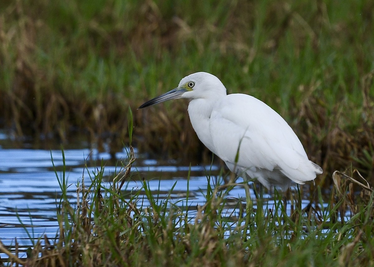 Little Blue Heron - ML646696874