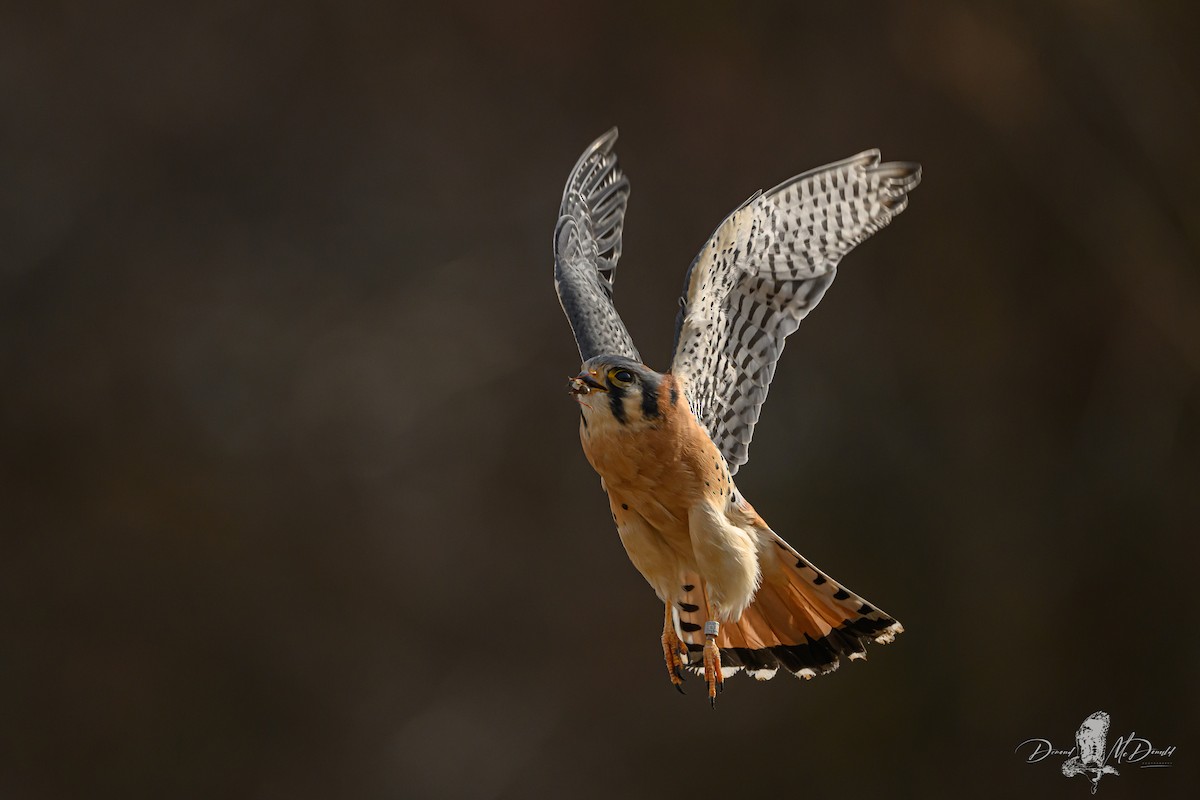 American Kestrel - ML646696875