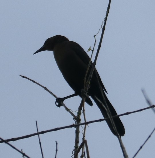 Great-tailed Grackle - ML646696876