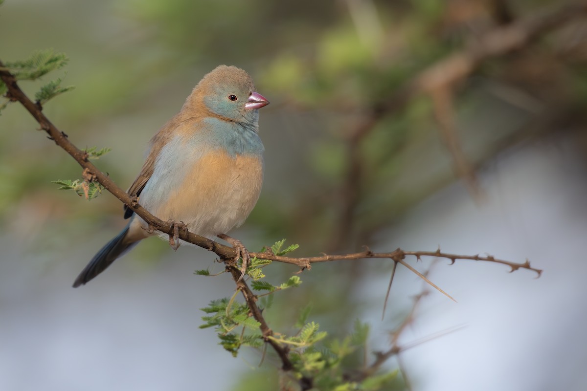 Blue-capped Cordonbleu - ML646696878