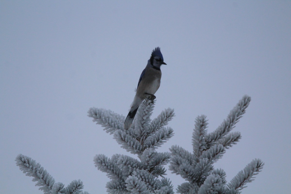 Blue Jay - ML646696879