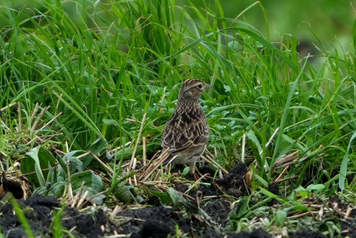 Eurasian Skylark - ML646696880