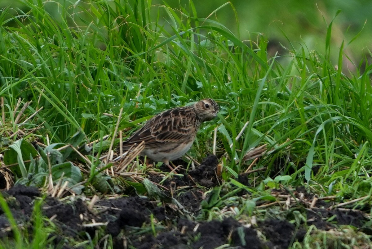 Eurasian Skylark - ML646696881