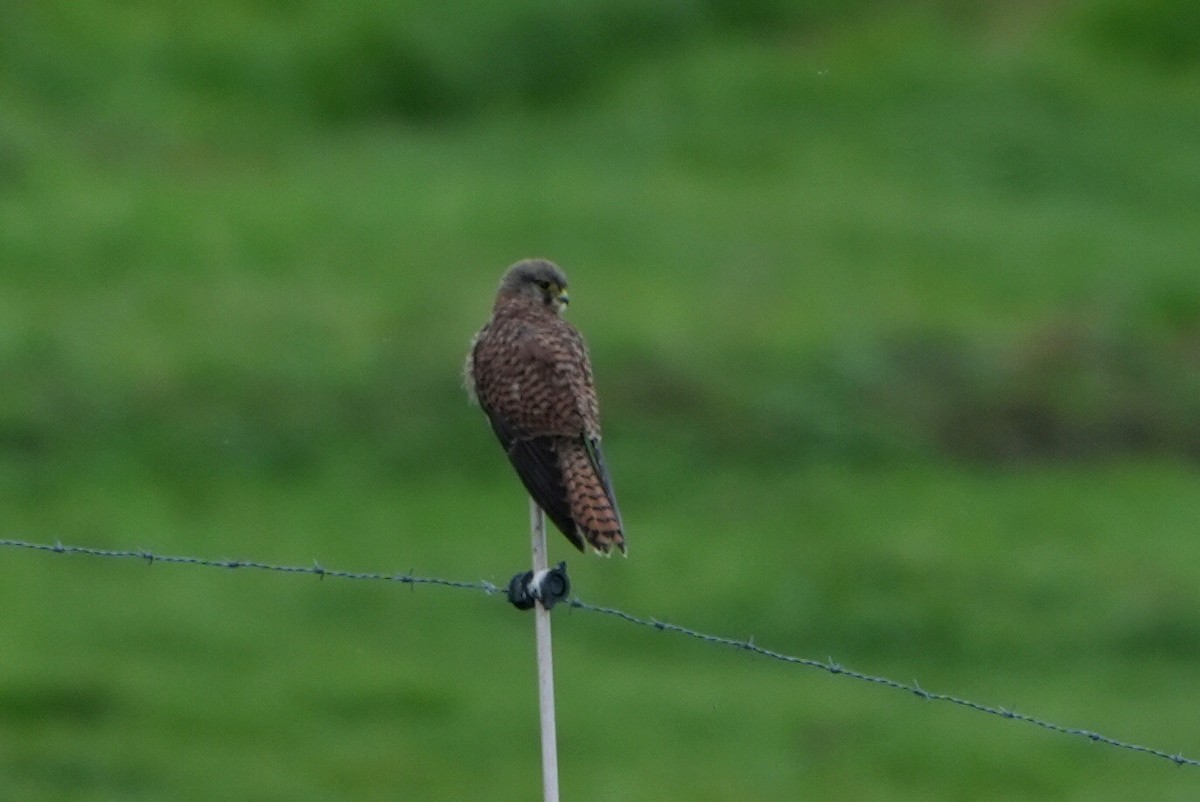 Eurasian Kestrel - ML646696883