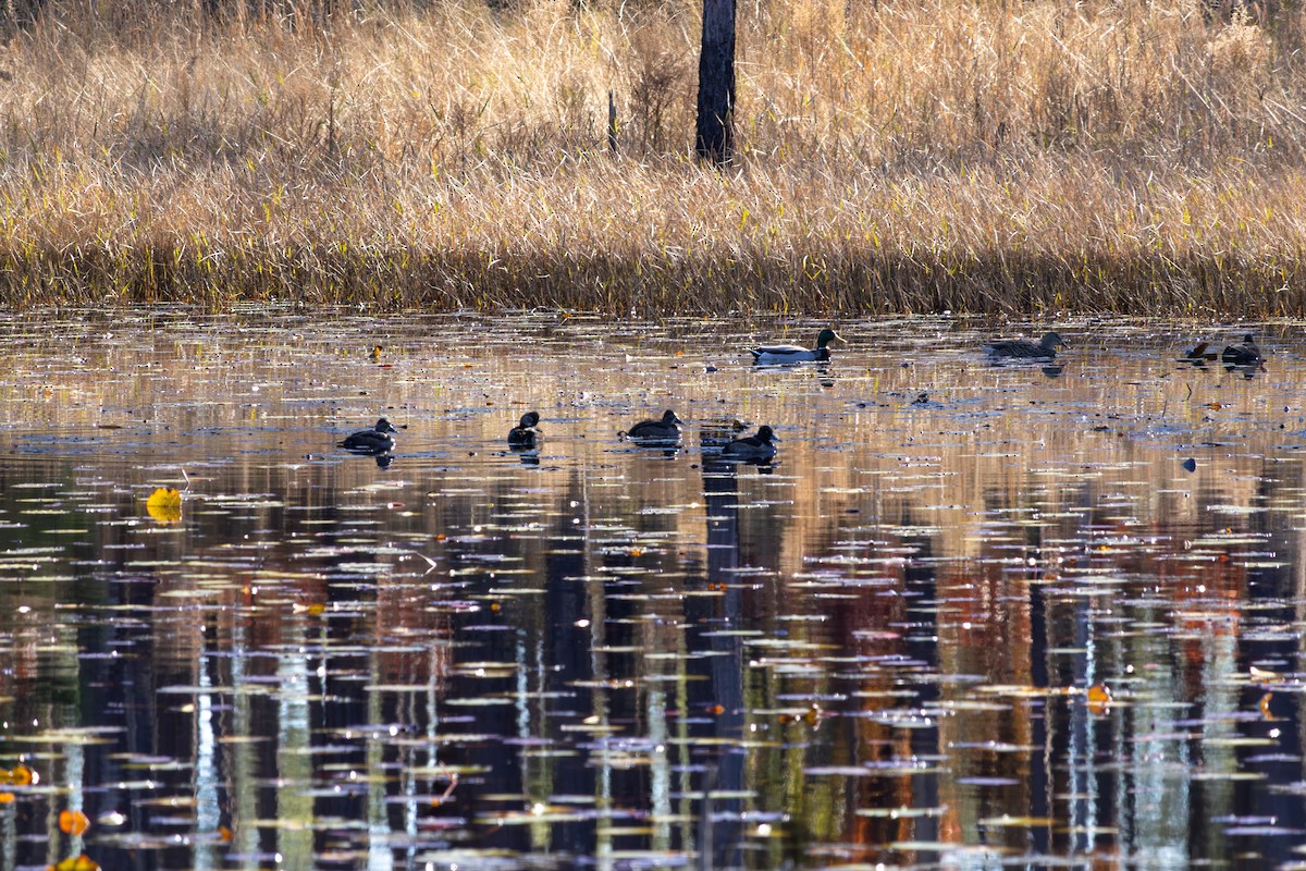 Ring-necked Duck - ML646696884